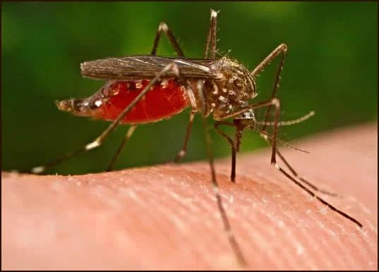 Malaria burden deepens as Nigerians lose millions amid weak healthcare system